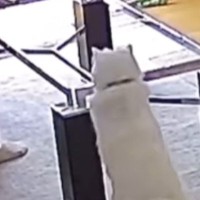 あったはずの『テーブルの天板』がなくなっていたら、猫が…『まさかの反応』が529万再生「どんくさすぎるｗｗ」「爆笑した」