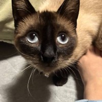 『足元が冷たい』と思ったら…猫が持ってきてくれた『まさかすぎるモノ』が146万表示「熱中症対策かな」「とどめ刺してからくれたんやねｗ」