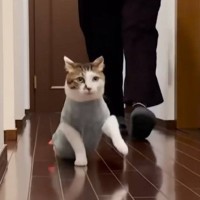 「ニヤニヤが止まらない」晩ごはんの時間、廊下を移動する猫を見てみたら…あまりにも可愛すぎる『歩き方』が38万再生「エッホエッホみたい」