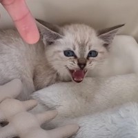 毎日のように威嚇していた『保護赤ちゃん猫』をお家に迎えて１年…心温まる軌跡と『現在の様子』が19万再生「感動した」「なんて綺麗」