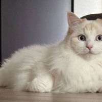 「別猫すぎるｗ」2月ごろはフワフワだった猫が換毛期を迎えた結果…『衝撃のビフォーアフター』に「すごい変わりよう」「うわっ全然違う」の声