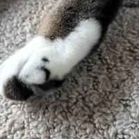 足に『う』の模様がある猫→体を見ていたら…９年越しに判明した『まさかの事実』に爆笑の声続出「主張強めで吹いた」「うがたまらん」