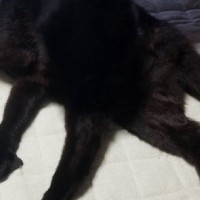 黒猫の姿を見てみたら…まるで別の生き物『足が4本以上生えているように見える』まさかの瞬間に1万いいね「たこかな」「もう何が何だかｗ」