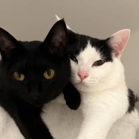 ハンモックの上でくつろぐ猫たち→2匹の『おてて』を見てみたら…あまりにも尊い光景に1万8000いいね「プリキュアみたい」「たまらん」