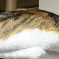 クッションのようなカツラのような謎のフワフワ……『まさかの正体』が307万表示「クッションかと思ったｗ」「全部猫だと思った」