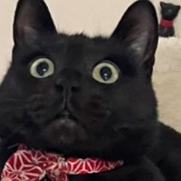 『キャットタワーでくつろぐ黒猫』の手を見てみると…思わず二度見したくなる『驚きの光景』が25万表示「ジブリに出てきそう」「にゃが〜い」