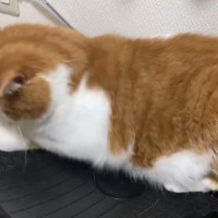 『ブルブルマシン』の上に『猫』が乗った結果、お肉が…思わず笑っちゃう『動き』が33万表示の反響「かわいいｗ」「癒されるね」