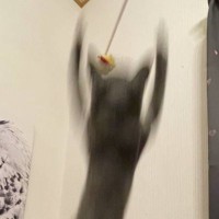 猫が『おもちゃに向かってジャンプする瞬間』を撮影したら…衝撃の姿が34万8000表示「ムンクが見たかもしれない光景」「新しい都市伝説」