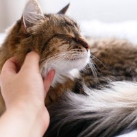 『人に懐きやすい』と言われている猫種3選　甘えん坊な猫たちの魅力や特徴をご紹介
