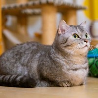 猫がケガをしかねない『フローリングにまつわるトラブル』3選　危険防止の対策も解説