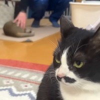 パパの帰宅を待ちかまえる甘えん坊猫→２匹の同居猫は…まさかの『おかえりなさい』に「三者三様ｗ」「大好きアピールは飼い主冥利に尽きる」