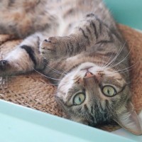 愛猫が『下心を持っている』ときに見せる5つの行動　どんな企みを秘めている？