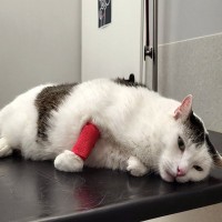 猫を『うっかり踏んでしまう』ことの危険4選　事故を防ぐための対策も