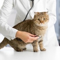 猫がかかると『致死率が高い感染症』3選　なかには人にも移る危険な疾病も