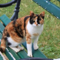 『アメリカが原産の猫種』4選！“アメリカン◯◯”を多数生み出す、猫大国の純血種をご紹介