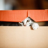 猫はどうしてあんなに『箱に入りたがる』？考えられる3つの理由と愛される箱の条件
