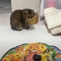 猫に『自動で動くおもちゃ』を見せた結果…あまりにも想定外な『展開の数々』に爆笑する人が続出「持ってくの笑ったｗｗ」「独特な反応ｗ」