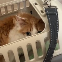 雨の中、木の下でまるまっていた『臆病な保護猫』をお家に迎えたら…完全に想定外な『現在の姿』に「猫かぶってたｗ」「まさかのオチｗ」の声