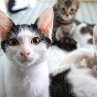『売れ残ってしまった猫』はその後どうなるの？彼らのために私たちができる3つのこと