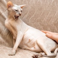 猫に『手を出さないほうがいい』4つのタイミング　見逃してはいけない猫の“触るな”サインも