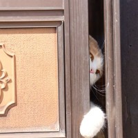 猫の『賢さ』にビックリさせられる瞬間5選　生きるために身につけた、猫たちのすごい知恵