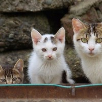 猫の遺伝にまつわる3つの不思議な豆知識　猫の大切な個性は遺伝子が決めている？