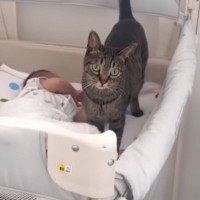 猫が赤ちゃんのことを『大切な家族』だと気がついた結果…あまりにも"尊い行動"が泣けると15万再生「涙が止まらない」「グッときた」