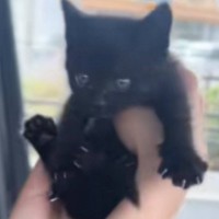 『子猫の声がする』と1本の電話→心配になり急いで向かった結果…"胸が熱くなる光景"に反響「嗚咽が止まらない」「心にしみる」と感動の声