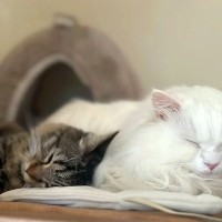 『もうシェルターには行かない』多頭飼育崩壊から保護された猫…先住猫のいる家で『居場所を見つけた姿』に「涙あふれた」「幸せ１つ増えたね」