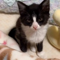 寝ている間に友人が帰ってしまったら、子猫が…まさかの『拗ねてしまった光景』が可愛すぎると315万再生「ニヤニヤしたｗｗ」「ふて寝ｗｗ」
