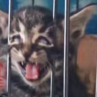 「だめだわろたｗ」ケージから出たくて必死にアピールする子猫を見ていたら…『とんでもない瞬間』が46万再生「最強アピールに爆笑」「反則ｗ」