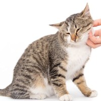 愛猫を虜にする『極上のなでなでテクニック』3選　タッチや手の動き…猫を喜ばせるには？