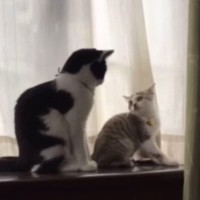 先住猫に甘えていた『小さな子猫』が、現在…予想を超える『衝撃のビフォーアフター』が17万再生「想像の遥か上をいったｗ」「潰れそうｗ」