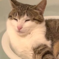 子猫が湯船に浮かぶ『洗面器の中』に入ると……まさかの光景が可愛すぎて笑っちゃうと99万再生「絶妙な温かさなのかなｗ」「羨ましい」