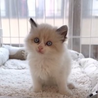 雨の夜、ドブの中で鳴いていた『ラグドールの子猫』が保護されて…お家での様子に癒される人が続出「救っていただきありがとう」「可愛すぎる」