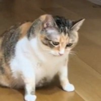 真剣な顔をして床を見つめている猫→次の瞬間…爆笑必至の『まさかすぎる行動』が289万再生「よく撮れたなｗ」「笑われてイカ耳にｗ」