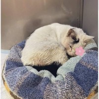 家を出たら、道路に大ケガをしている『ボロボロの猫』が…保護してお世話した結果→当時が嘘のような変化に感動「変身したね」「もはや別猫」