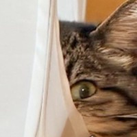 まったりしている猫の『ほっぺ』を見てみたら…思わず触りたくなる『まさかの光景』が61万表示「吸いたい」「本当に落ちそうで可愛い」