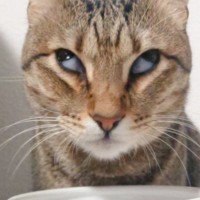 ごはんが美味しすぎて、2匹の猫の『表情』が…想定外の『笑撃の光景』に吹き出す人が続出「むりｗｗｗ」「おもしろすぎる」と93万表示