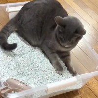 自分のくつろいでいる場所が『トイレ』だと気づいた猫…爆笑必至の『突然の行動』が362万表示「何をきっかけにｗ」「覚醒の仕方がｗ」