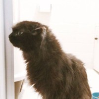 『川に落ちていた黒猫』を救出→大事に育てた結果…当時とはまるで別猫な光景が感動すると121万表示「神話の始まりみたいｗ」「超絶可愛い」