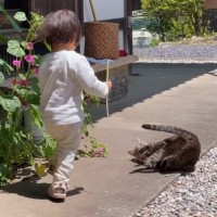 古民家の軒下で遊ぶ子どもと猫…とんでもなく癒される『やり取りの光景』が100万再生「なんか涙でてきた」「昔ながらの日本の風景だね」
