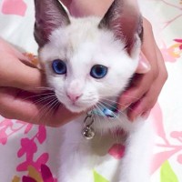 青い目が美しい『生後1ヶ月半の子猫』→約3年が経過すると…成長ビフォーアフターが素敵すぎると反響「宝石みたいに綺麗」「吸い込まれそう」