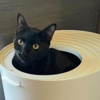 『トイレに入る黒猫』をAIで擬人化した結果…ちょっぴりホラーな『笑撃の姿』に「なんか生えてて草」「夜中に見たら怖い」と4万表示の反響