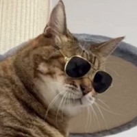 猫に『サングラス』をあげたら…完全に予想外な『面白すぎる瞬間』に爆笑の声「似合ってるのわかってそうｗ」「ゆっくり見てくるなｗ」