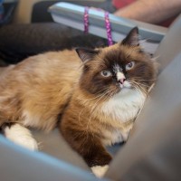 無賃乗車で「高速鉄道の旅」に出た猫　目的地に着く前に発覚し、連行される　中国