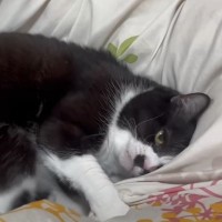 飼い主さんが布団を敷き終えると、猫が上に乗ってきて…突然の『豹変ぶり』に爆笑する人が続出「シバいてるときの顔ｗ」「おもしろすぎる」