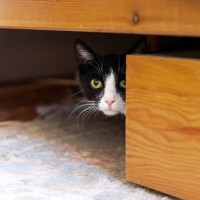 不安で神経質な猫は「突発性膀胱炎」を繰り返す…カナダの研究者が分析