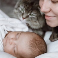 「すぐれた猫に贈られる賞」シニア部門を競い合うのは、いずれも「ツワモノ」ばかり…英国で一般投票