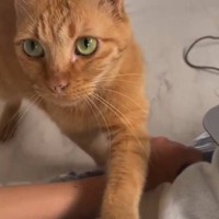 PCで作業をしていたら、そばに来た猫が…胸キュン必至の『とんでもない甘え方』が273万再生「たまらーん」「あまりにも可愛すぎる」